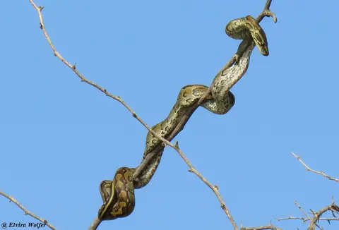 Felsenpython-2.jpg