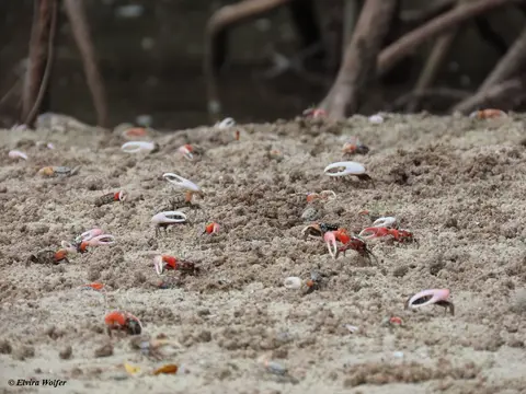FiddlerCrabs.jpg
