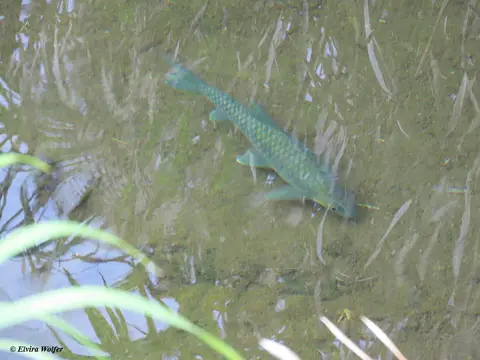 Fischblau.jpg