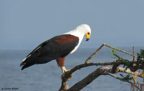 FishEagle1.jpg