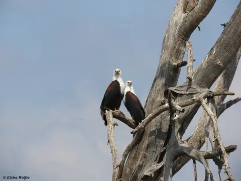 FishEaglepair1.jpg