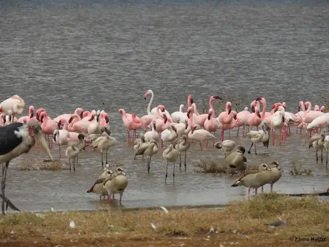 FlamingosAbendlicht3.jpg
