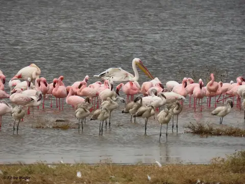 FlamingosAbendlicht4.jpg