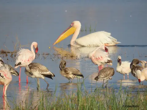 FlamingosundPelikane5.jpg