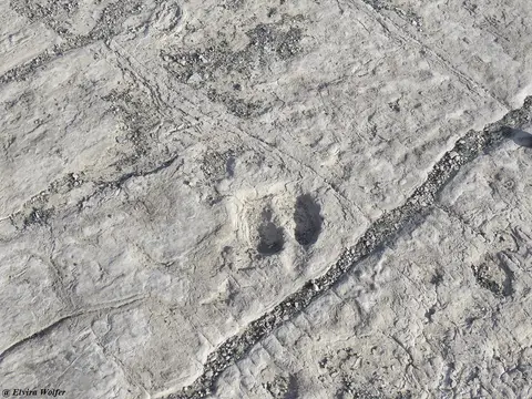 Footprints3.jpg