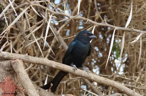 Fork-tailedDrongo-2.jpg