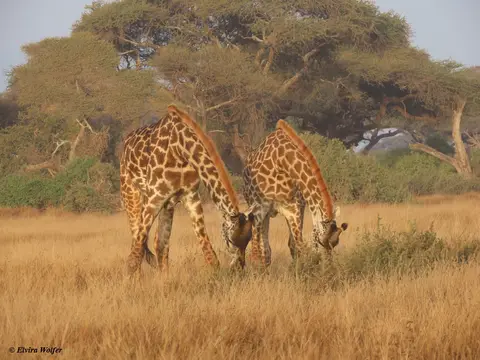 Giraffe4.jpg