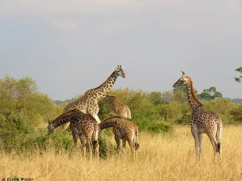 GiraffenTriangle.jpg