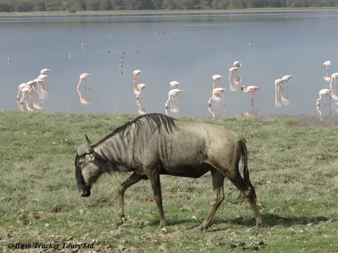 GnuFlamingos.jpg