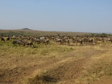 GnusZebras2.jpg