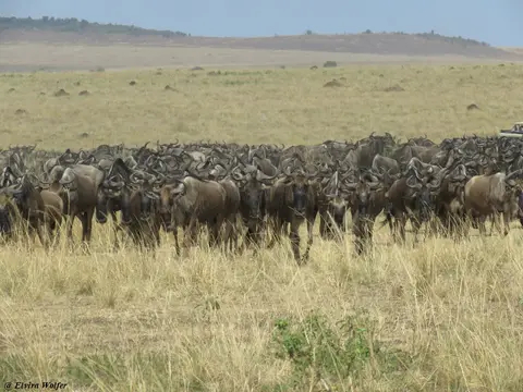 GnusZebras4.jpg