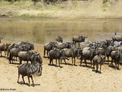 GnusamSandriver2.jpg