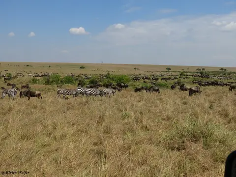 GnusundZebras1.jpg