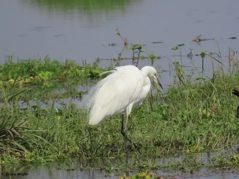 GreatWhiteEgret-2-3.jpg