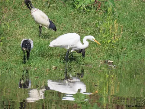 GreatWhiteEgret2.jpg