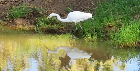 GreatWhiteEgretSamburu.jpg