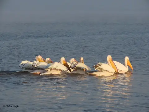 GreatWhitePelican2.jpg