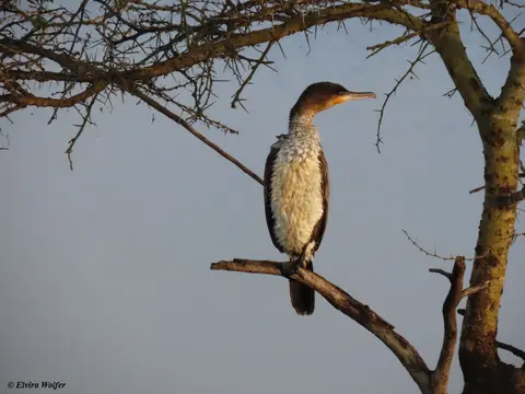 GreaterCormorant.jpg