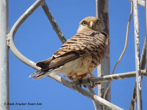 GreaterKestrel-2.jpg