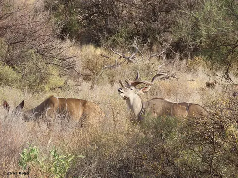 GreaterKudu1.jpg