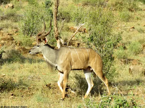 GreaterKudubull1.jpg
