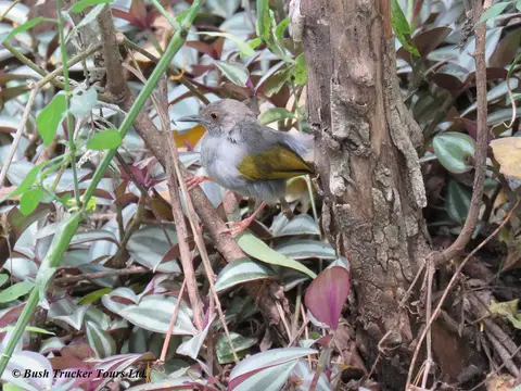 Green-backedCamaroptera.jpg