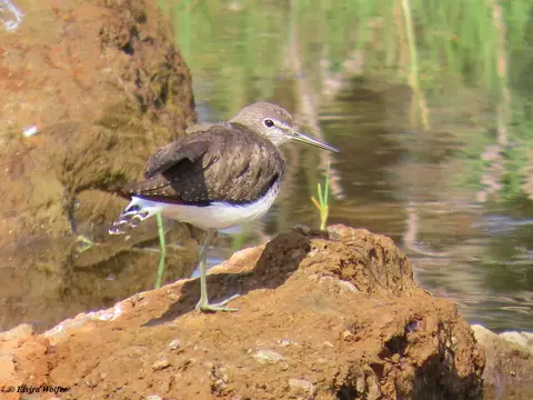 GreenSandpiper.jpg