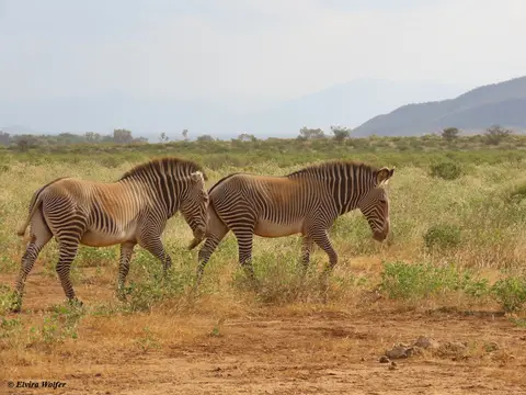 GrevyZebra3.jpg