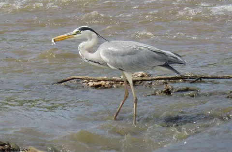 GrumetiGreyHeron.jpg