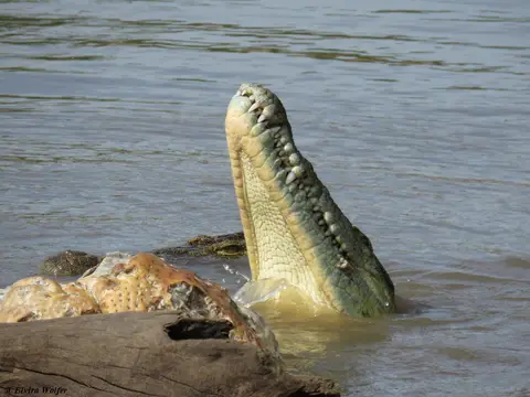 GrumetiRiver5.jpg