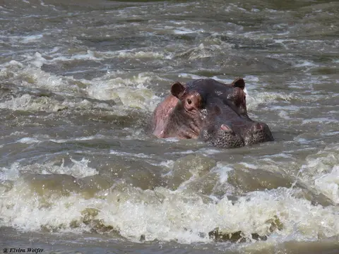 GrumetiRiver6Hippo.jpg
