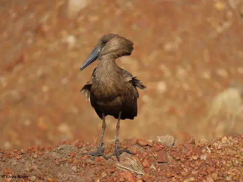 Hamerkop-2.jpg