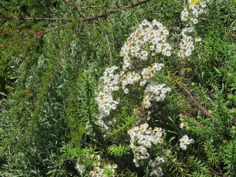 Helichrysum.jpg