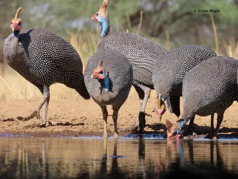 HelmetedGuineafowls5.jpg