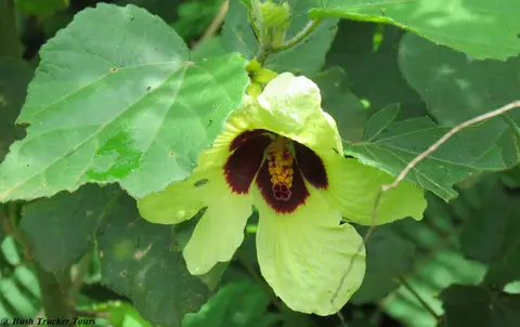 Hibiscuscalyphyllus.jpg