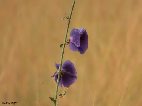 Hibiscuscannabinus.jpg
