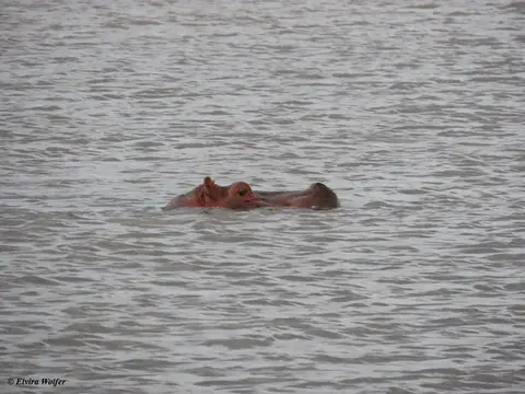 Hippo.jpg