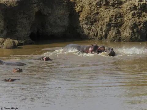 HippoPoolTriangle2.jpg