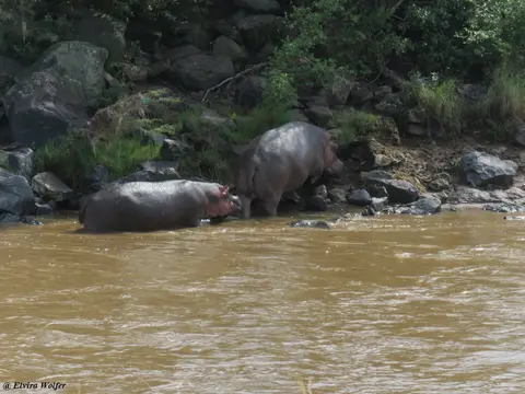 HippoPoolTriangle4.jpg