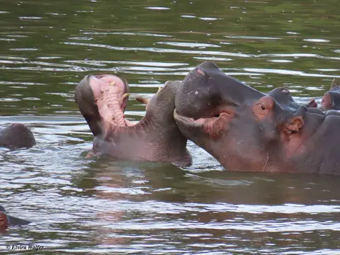 HippoTalek2.jpg