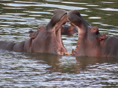 HippoTalek6.jpg