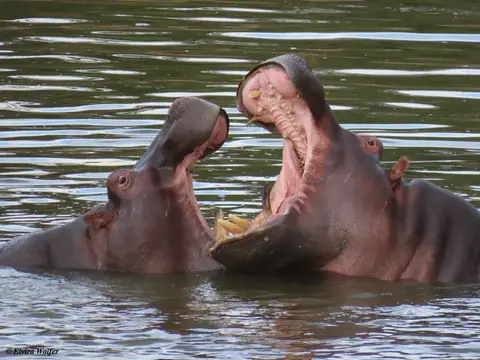 HippoTalek8.jpg