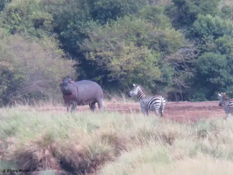 HippoZebras.jpg