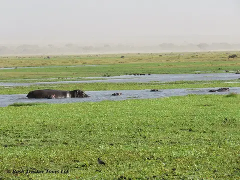 Hippos.jpg