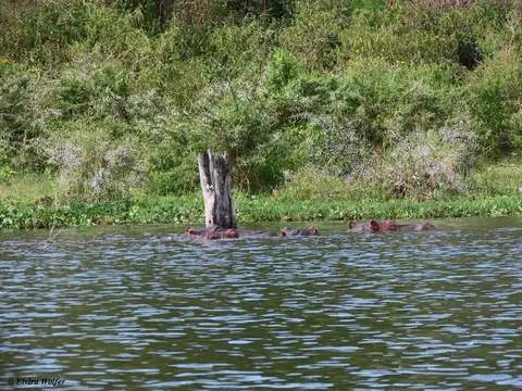 Hippos1-2-3-4.jpg