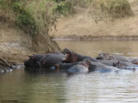 Hippos1-2-3.jpg