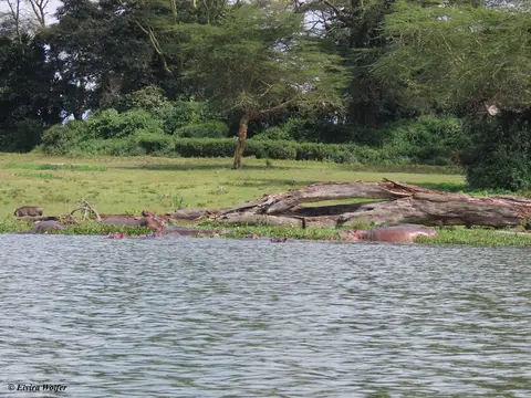 Hippos2-2-3.jpg