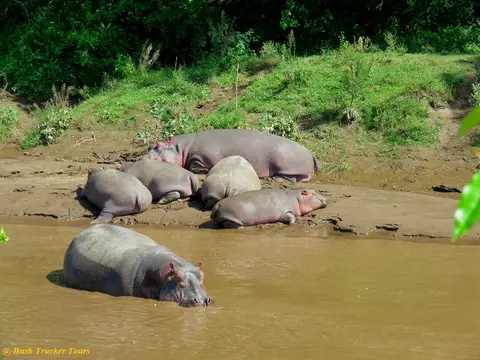 HipposMaraRiver.jpg