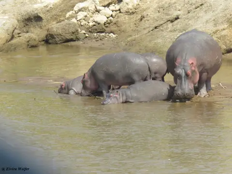 HipposMaraRiver2.jpg