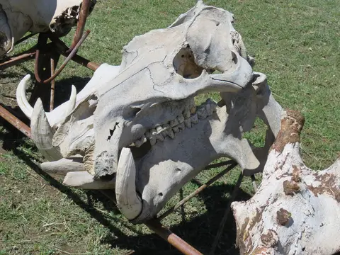 Hipposchaedel.jpg